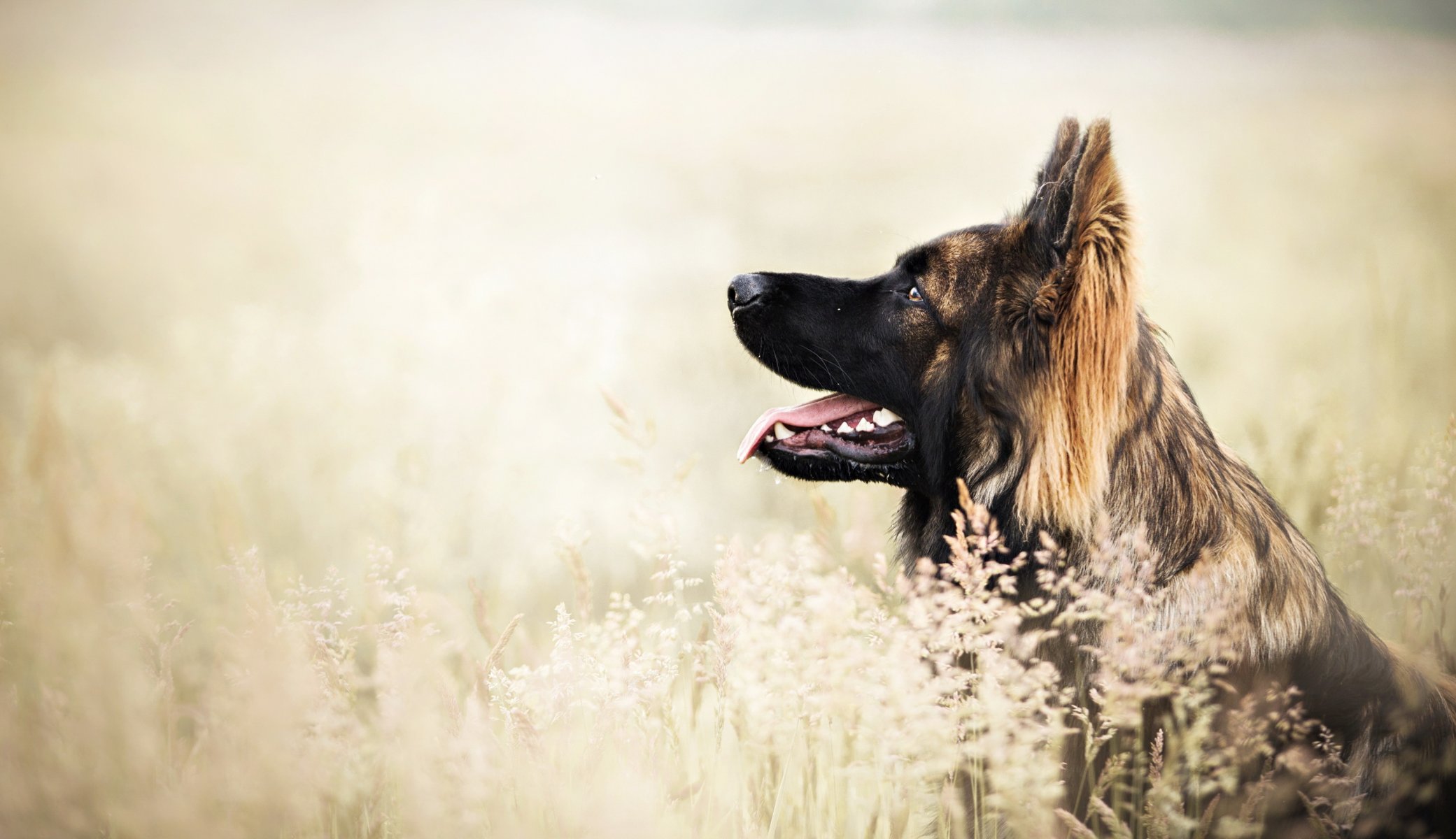 Взыскание ущерба при укусе собаки в Балахне