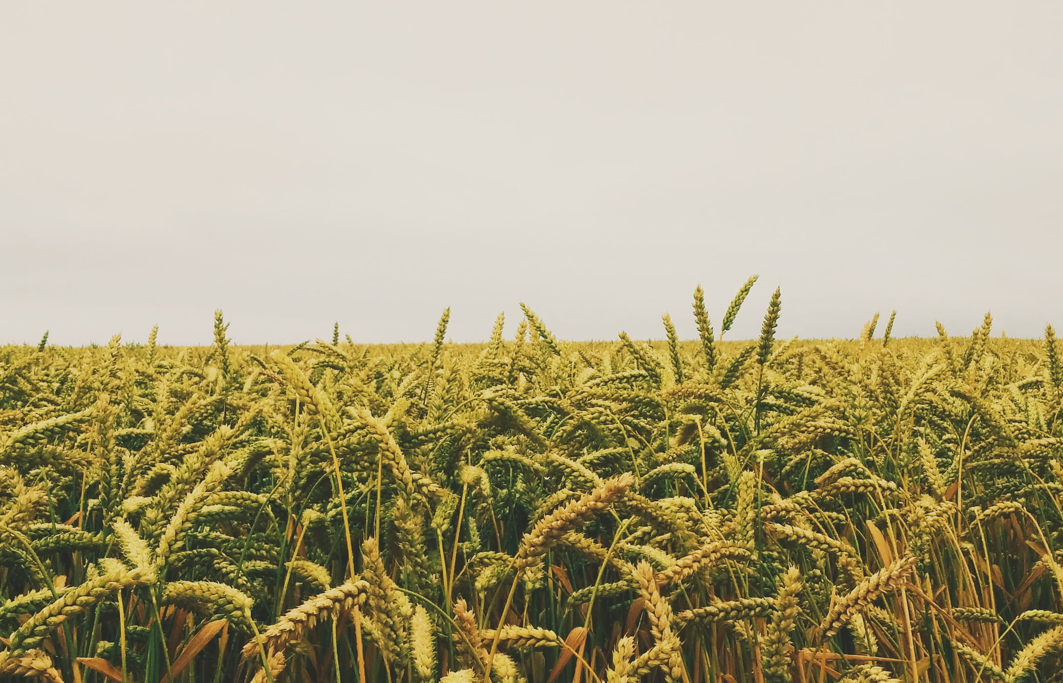 Юрист по земельным спорам в Балахне. Услуги земельного юриста.